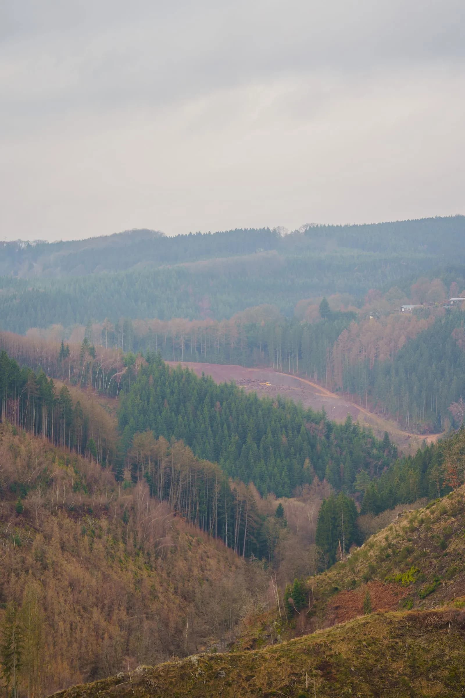 Forêts des Ardennes belges