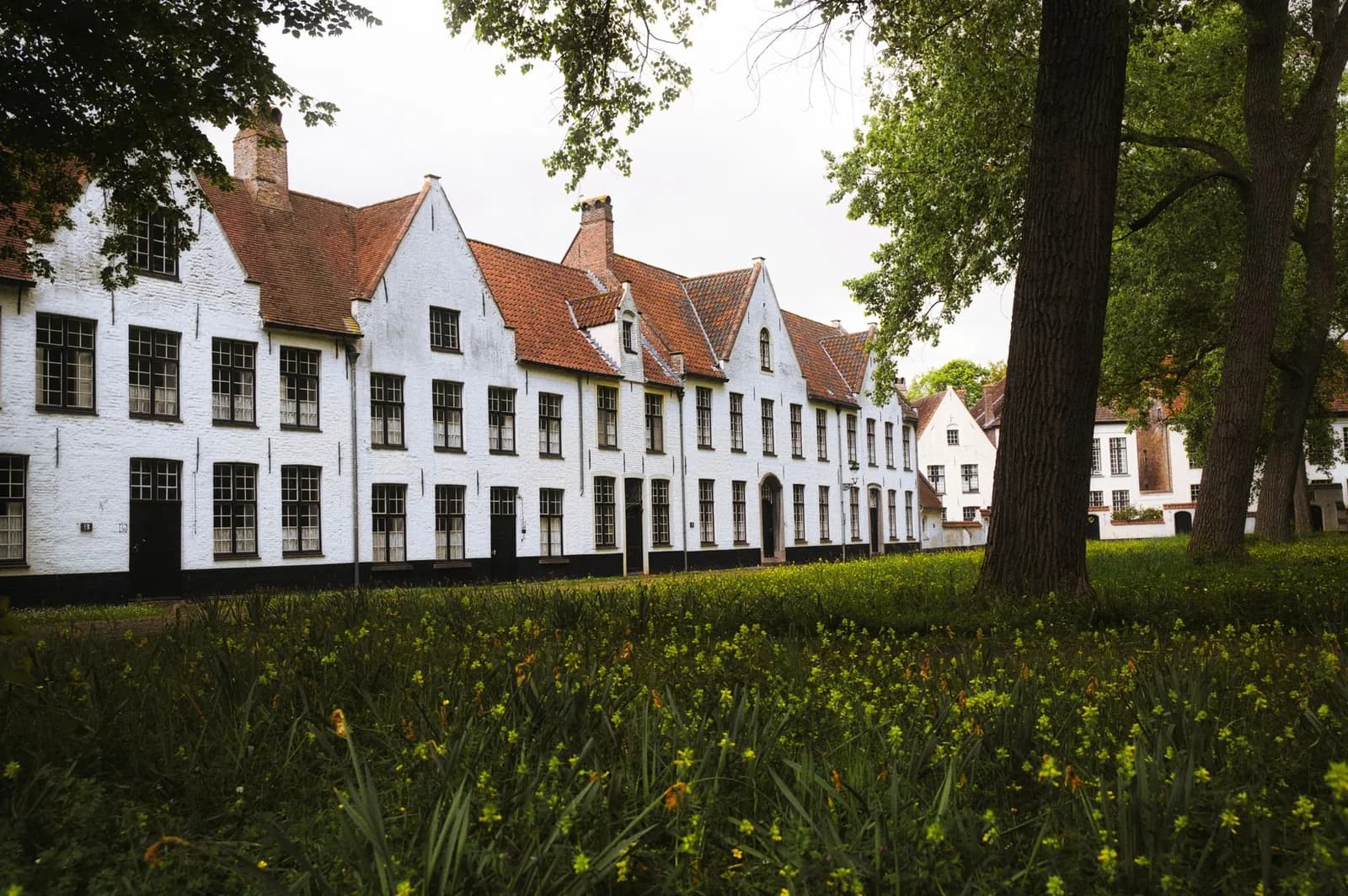 Rangée de maisons blanches à pignons du béguinage de Bruges, derrière une pelouse plantée de grands arbres