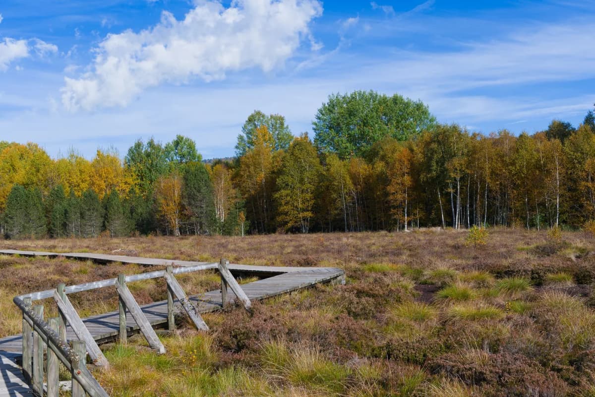 Caillebotis en bois traversant une lande de bruyère bordée de bouleaux aux couleurs d'automne