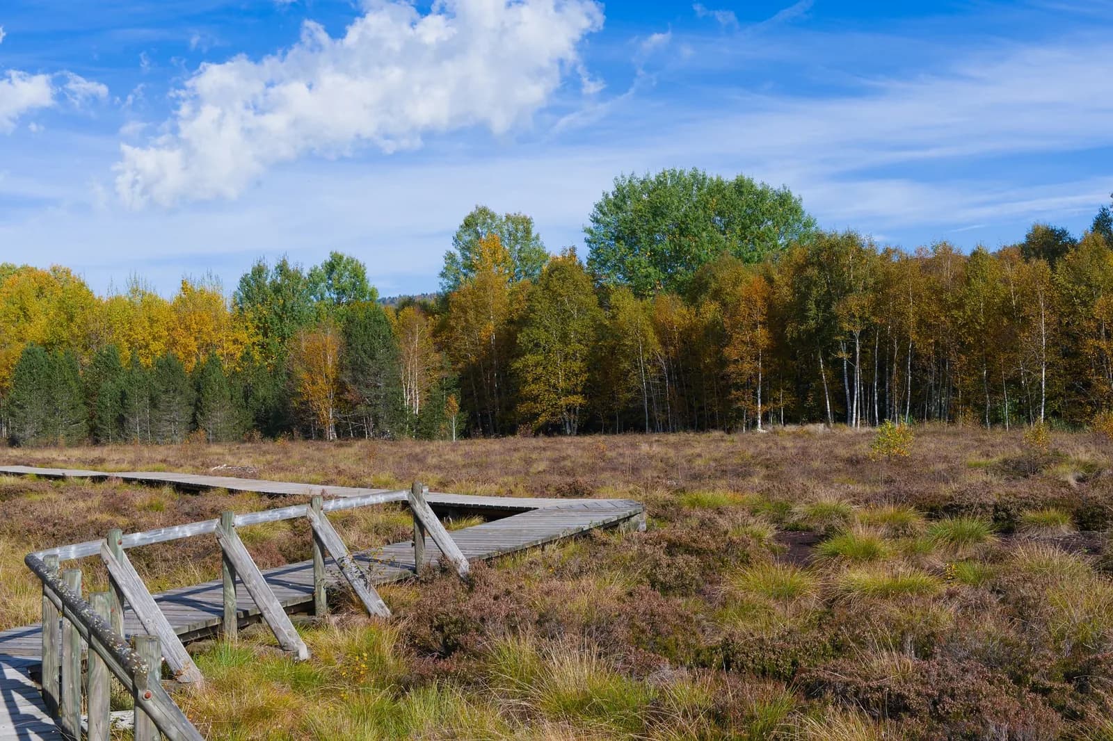 Caillebotis en bois traversant une lande de bruyère bordée de bouleaux aux couleurs d'automne