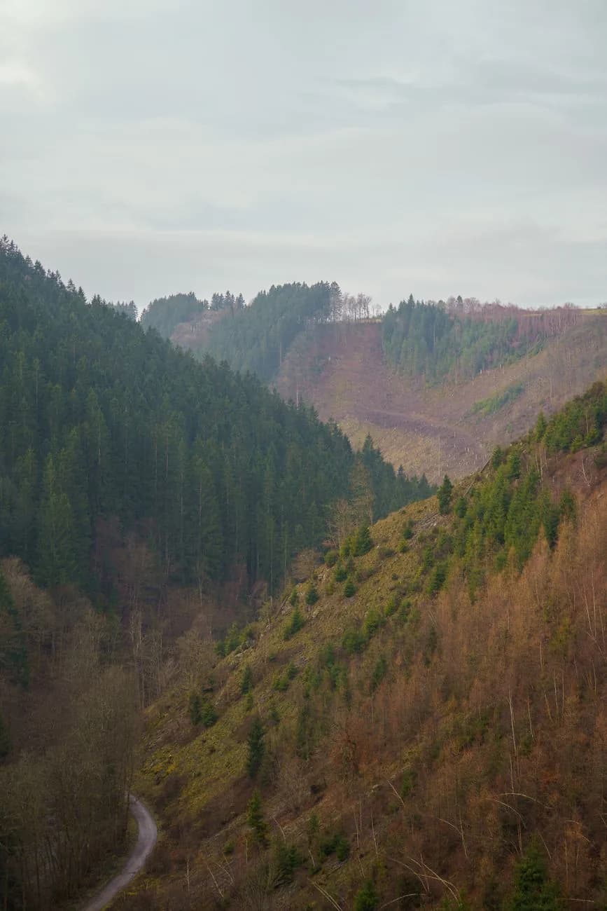 Versants de sapins et de feuillus plongeant dans une vallée boisée près de Malmedy, en Ardenne