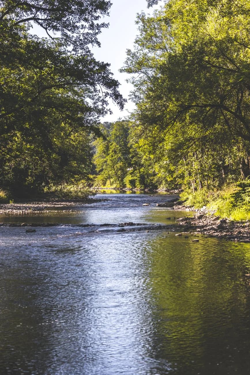 Rivière peu profonde à fond de galets serpentant entre deux berges boisées, en plein été