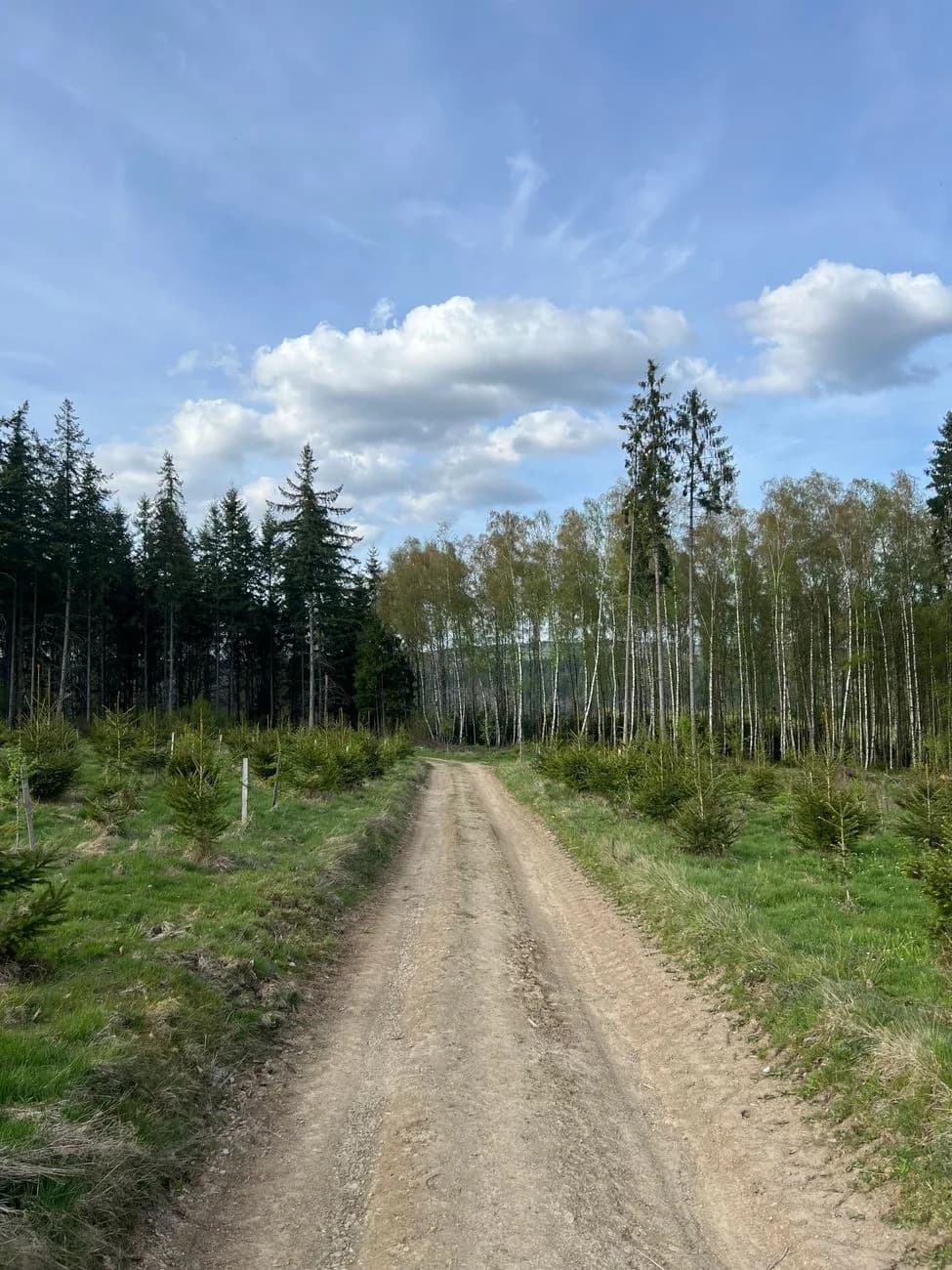Chemin de terre entre de jeunes épicéas et un rideau de bouleaux, dans les bois de La Roche-en-Ardenne