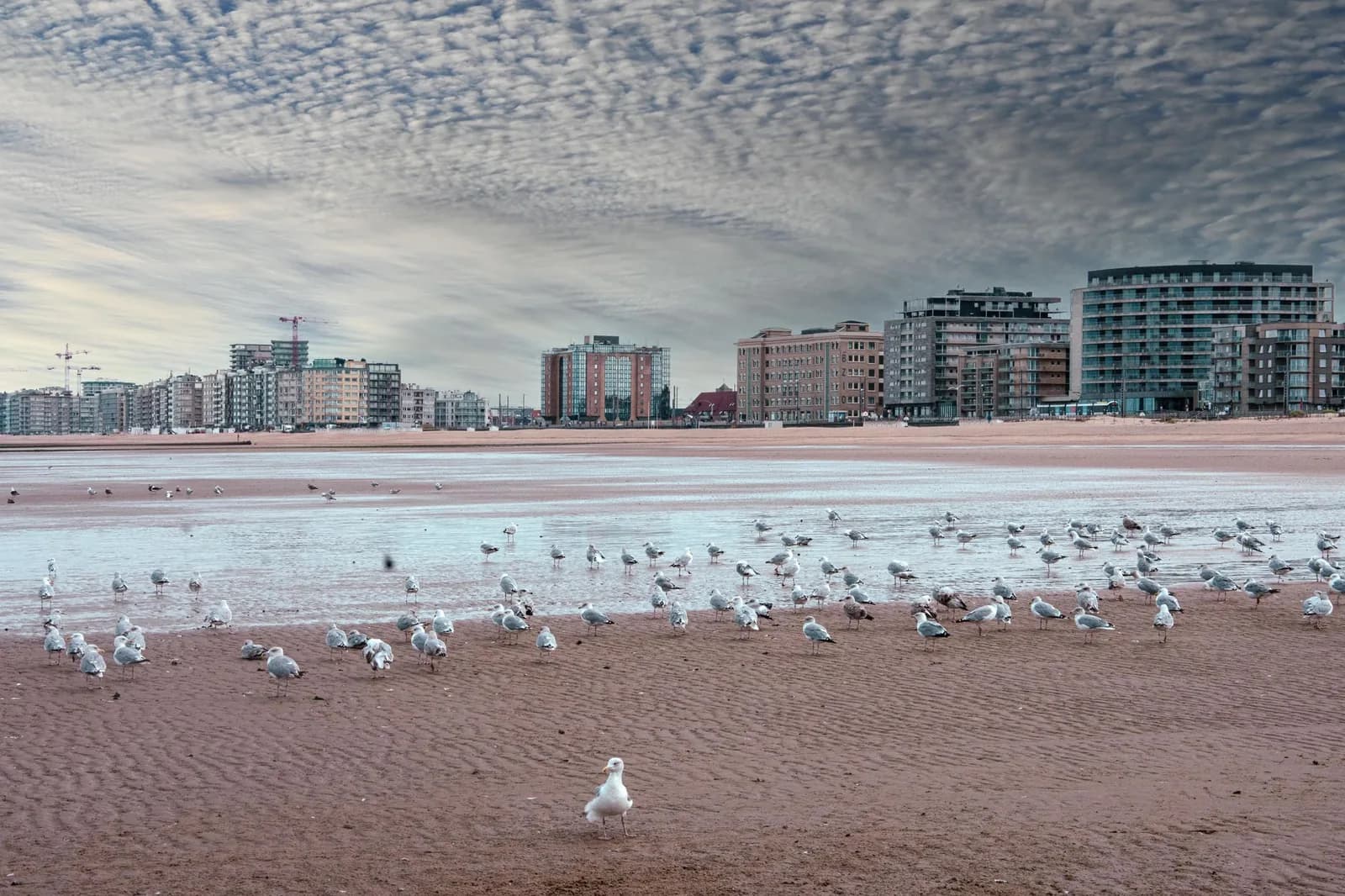 Plage d'Ostende à marée basse couverte de mouettes, immeubles du front de mer à l'horizon