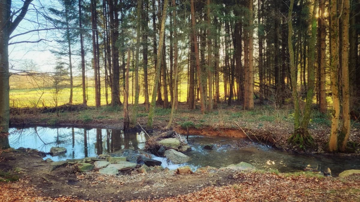 Ruisseau peu profond coulant en lisière d'une forêt d'épicéas, au soleil bas